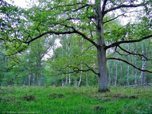Photo 207381