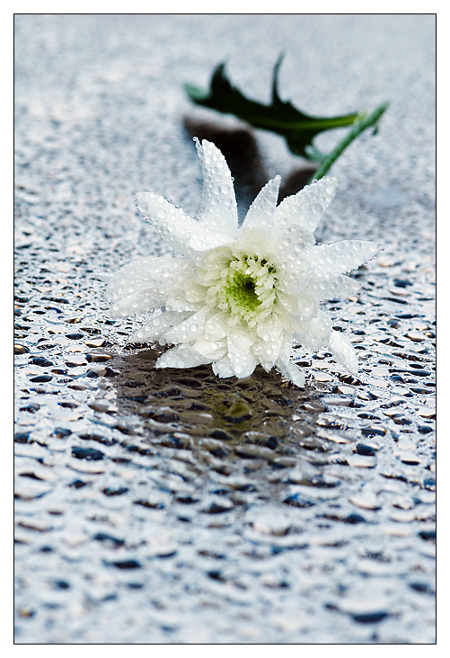 Photo 209474