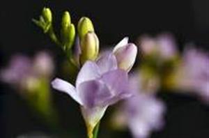 Photo 214711