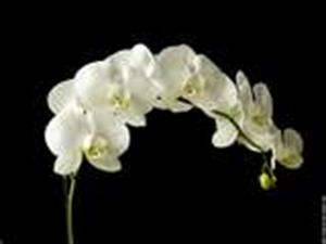 Photo 253681