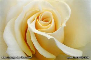 Photo 253730
