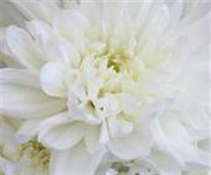 Photo 257888