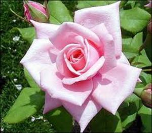 Photo 282627