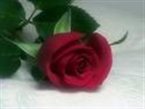 Photo 288484