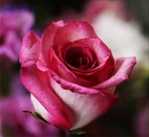 Photo 445043