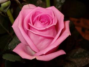 Photo 446460