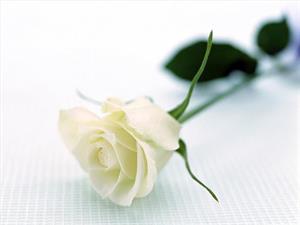 Photo 446556