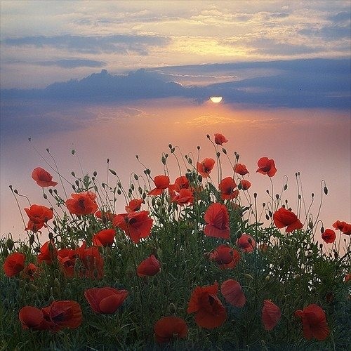 Photo 451588
