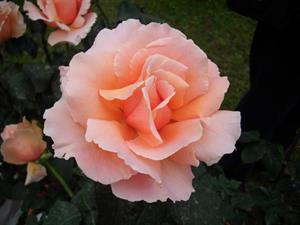 Photo 492473