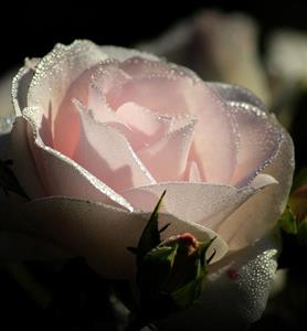 Photo 493906