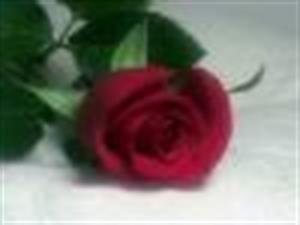 Photo 570784