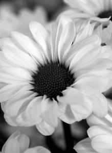 Photo 571187