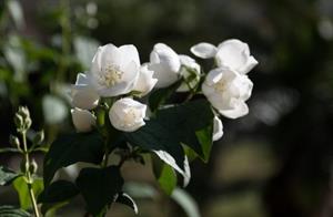 Photo 723383