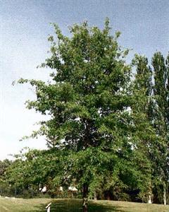 Photo 786718