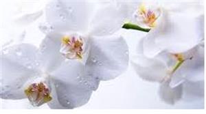 Photo 877752