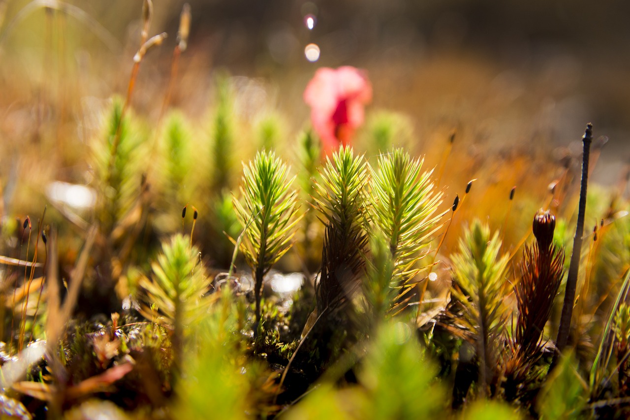 Photo 948875
