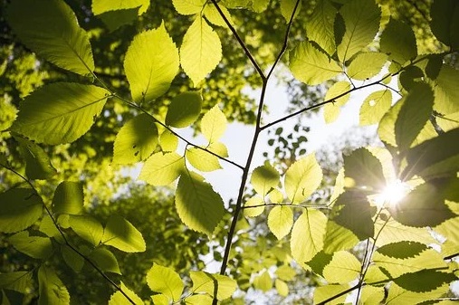 Photo 952225