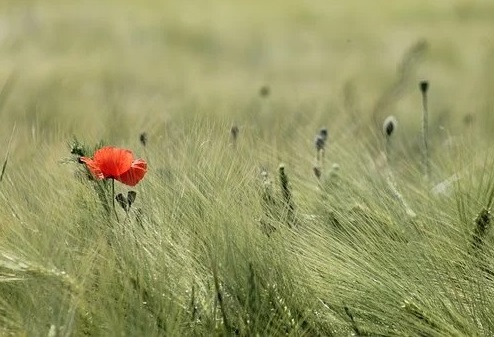 Photo 956898